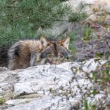 Selon le président de la fédération valaisanne des chasseurs Pascal Vuignier, la chasse au loup sera plus ardue qu'annoncé.